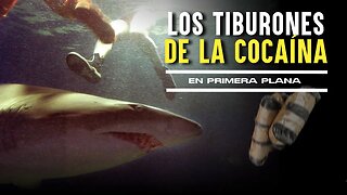 Los tiburones de la cocaína y los peces feminizados: ¿qué está pasando con el agua en EE. UU.?