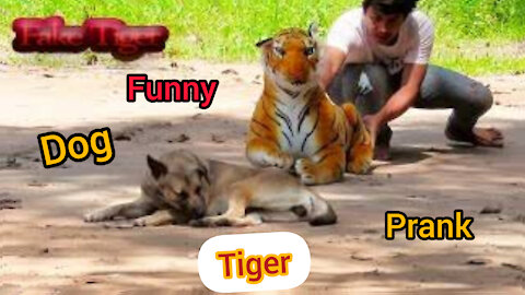 fake tiger scares dogs like not laughing