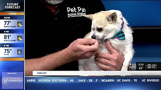 Pet of the week: Seeley is a happy-go-lucky chihuahua mix