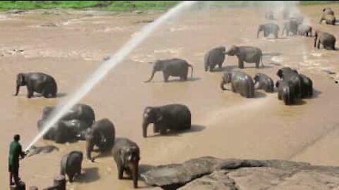 Ces éléphants orphelins se font chouchouter!