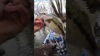 CHUNKY Creek Bass Smashes Spinnerbait!
