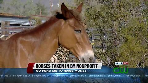 A local horse rescue needs your help to take care of 13 newly rescued horses