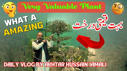 Saw A Very Valuable Plant Today || آج ایک بہت قیمتی درخت دیکھا || Daily Vlog Akhtar Jamali