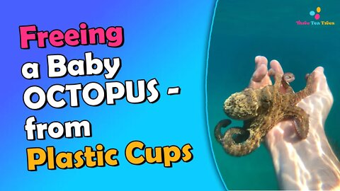 We Freed this Baby Octopus from Plastic Cups. Here's Why You Should Too.