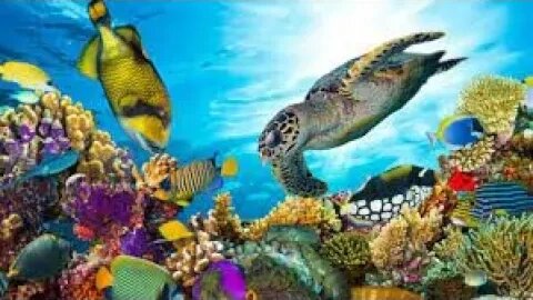 Aquarium 4K VIDEO UHD | Beautiful Coral Reef Fish | Sleep Relaxing Meditation Music @StarrySkyTA#4k