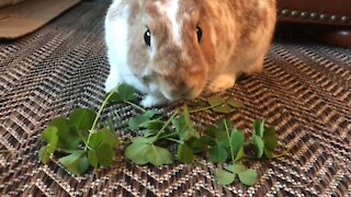 Need a smile? Max loves fresh clover.