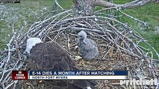 Eaglet passes away on popular eagle webcam
