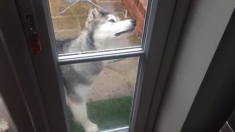 Alaskan Malamute Humorously Confused By Falling Raindrops