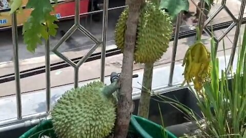 durian tree in a pot
