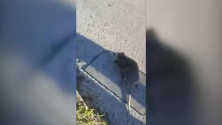 VIDEO: Opossum breaks into home, released by St. Pete PD with warning