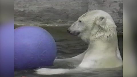 Polar Bear Having Fun with A Bouncing Ball