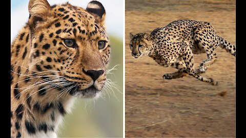 Cheetah Is The Fastest Animal