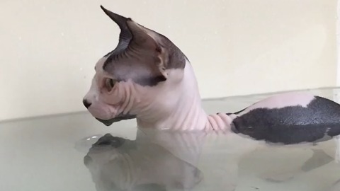 Curious Cat In The Tub