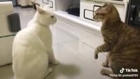 Funny dog and cat |funny video