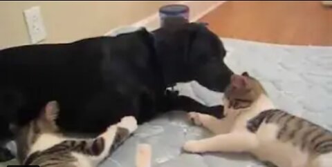 A dog playing with a catكلب يلعب مع القط روووعه