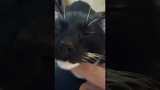 cat on lap #shortsvideo #shortsfeed #youtubeshorts #cat #catvideos