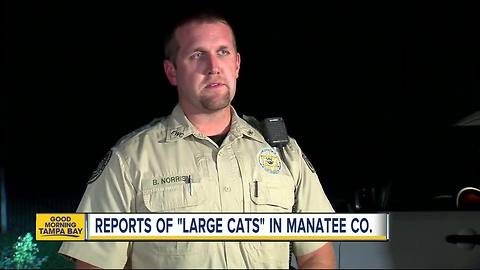 Manatee County Sheriff’s Office search for possible 'large cats' in Myakka City