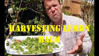 Harvesting and Drying Lemon Balm