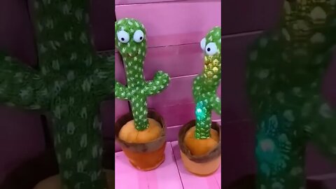 kaktus joget / dancing cactus