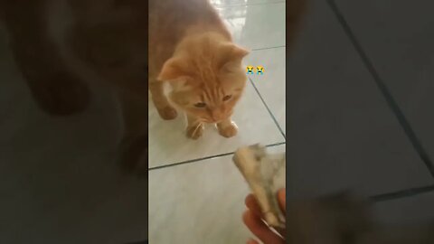 #shorts #cats #kucing #kucinglucu #kucingoren #kucingimut #funnycats #funny #funnyvideo #amediketu