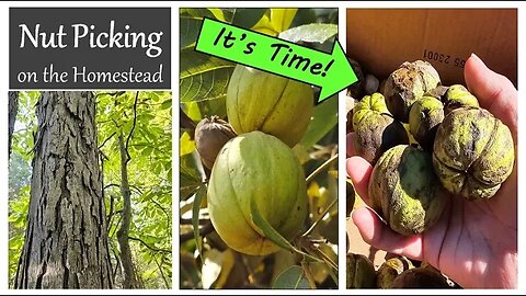 Hickory Nut Picking on the Homestead - Squirrels vs Sharon. Game On!