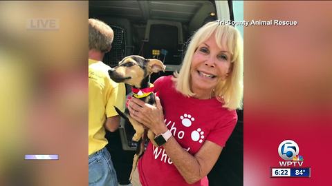 25 dogs rescued from Puerto Rico ready for adoption