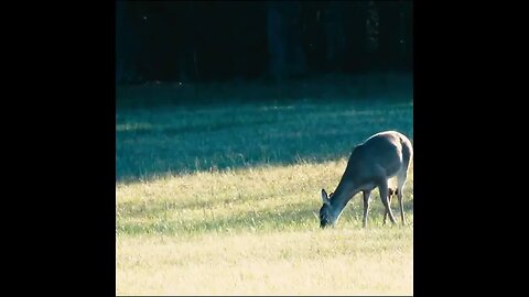 Deer in Georgia battlefield
