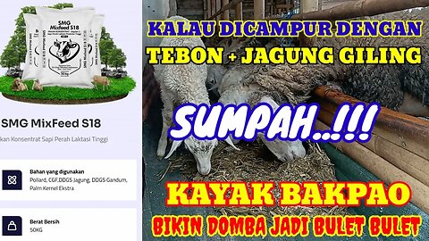 REVIEW PAKAN SAPI S18 UNTUK PAKAN DOMBA.. MAKAN JADI LAHAP BIKIN CEPAT GEMUK