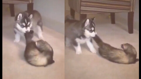 Husky plays with his friend and keeps pulling his tail