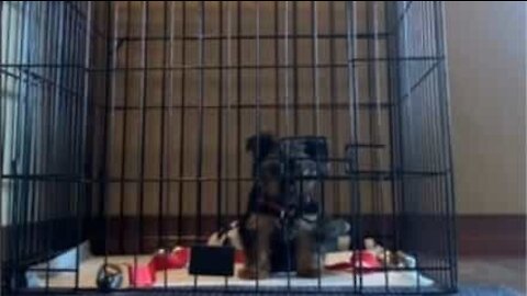 Ce chiot futé réussi à se sauver de sa cage