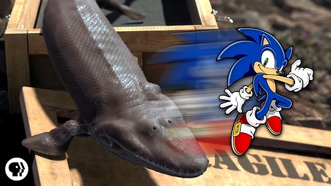Sonic the Hedgehog Is Why You Have Thumbs!