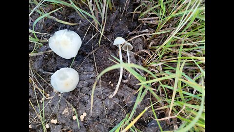 Blue Meanies AKA Panaeolus cyanescens