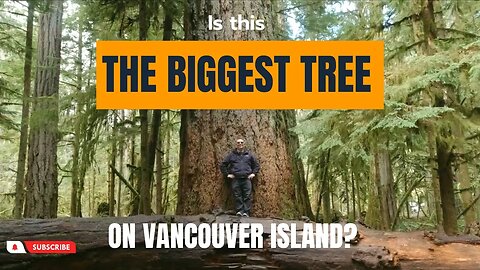 There are some BIG TREES on the WEST COAST of CANADA [Season 2 - Ep. 11]