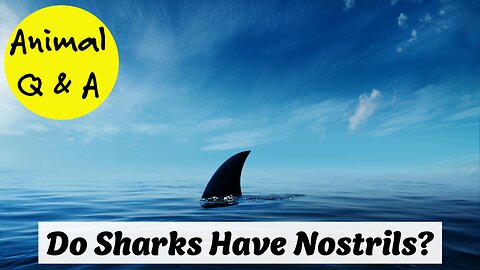 Do Sharks Have Nostrils?