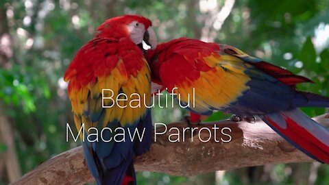 Beautiful Macaw Parrots