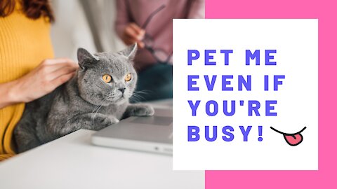 The struggle is real when you work from home and own a cat!