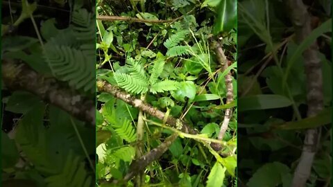 Weird Plant (Mimosa Pudica)