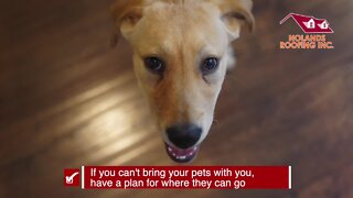 Keeping your pets safe | Tracking the Tropics Quick Tip