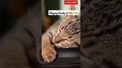 Cute Cat Sleeping 🥰🥰 #shorts #cute #catvideos #catlover
