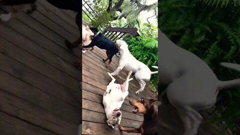 Dog pack beefs it out - Balanced Play pt. 5/6