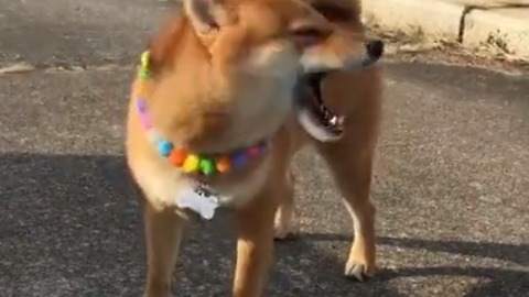Confused Shiba Inu Dog Tries His Best To Catch The Wind