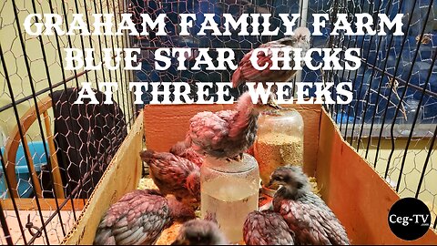 Graham Family Farm: Blue Star Chicks at 3 Weeks