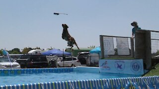 Coolwag Diving Dogs - 2021 June Jump, Splash #1