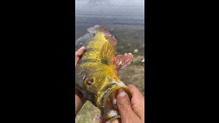 Peacock bass #fishing