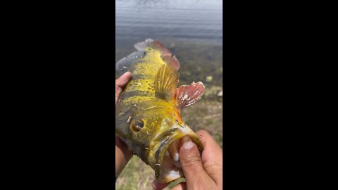 Peacock bass #fishing