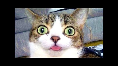 Funniest, cutest and most amusing ANIMAL videos - Funny animal compilation - Watch & laugh!