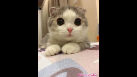 Cat meme & kitten Funny Video (Cute meow meow cat baby)