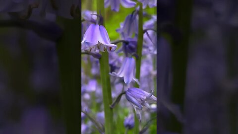 BLUEBELLS: Lovely blue or purple flowers for your garden.