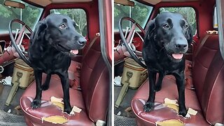 Farm Dog Hilariously Moos Like A Cow