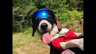 Dog swaps walkies for wheelies while cycling with owner